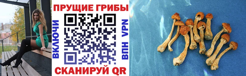 Псилоцибиновые грибы Psilocybine cubensis  наркошоп  Лиски 